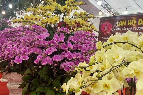 Ai đang chi tiền mạnh cho hoa lan dịp Tết?