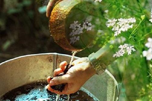 Tắm nước mùi già có tác dụng gì?