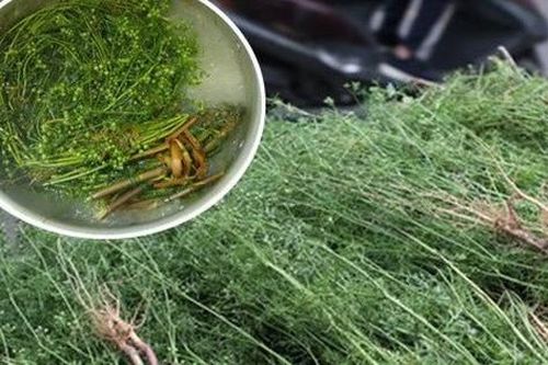 Vì sao nên tắm nước lá mùi già vào ngày cuối năm?