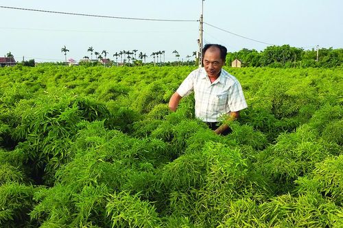 Ruộng đồng vào xuân