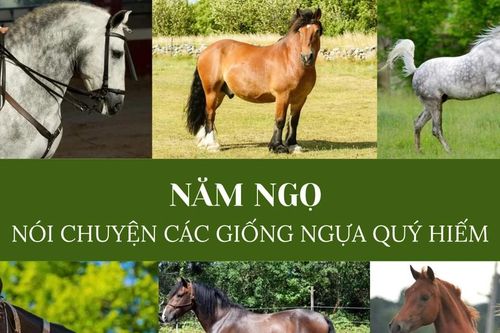 Năm ngọ nói chuyện các giống ngựa quý hiếm