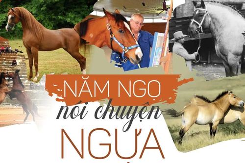 Năm Ngọ nói chuyện ngựa