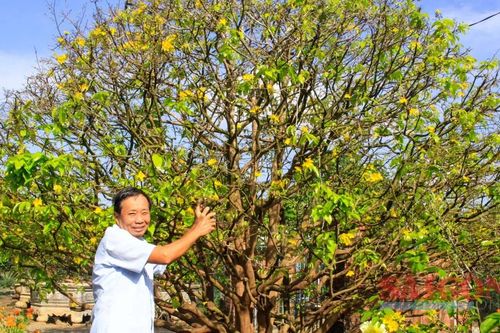 Những 'cụ' mai tiền tỷ khoe sắc ngày mùng 1 Tết