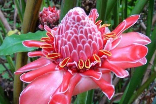Những thí nghiệm gây tranh cãi về trí nhớ của thực vật