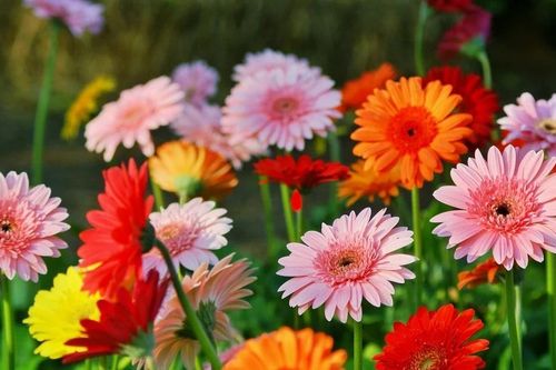 5 loại hoa Tết mang ý nghĩa may mắn, giá vừa túi tiền