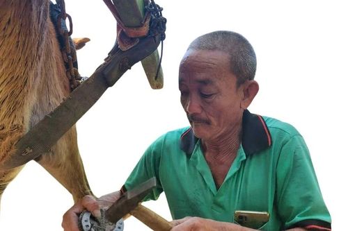Chuyện ít biết về người làm nail cho ngựa cù lao