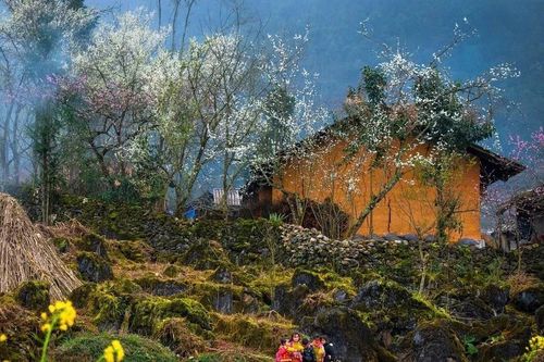 Lạc bước giữa những màu hoa sặc sỡ ở cao nguyên Đồng Văn