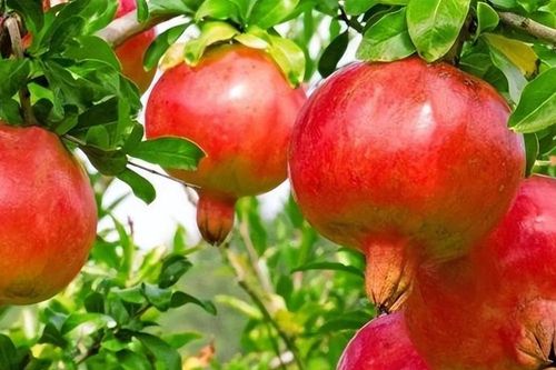 5 loại cây trồng trước cửa để giữ bình an, rước tài lộc về nhà