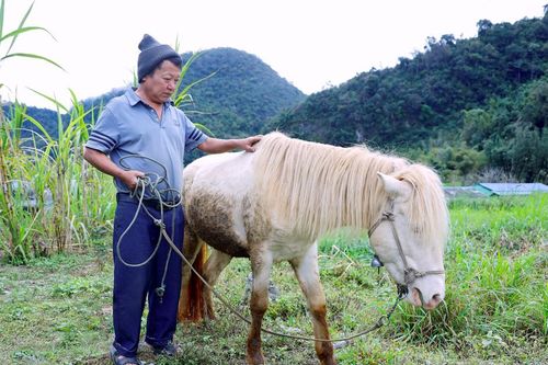 Ngựa quý giữa mây ngàn Mường Lống