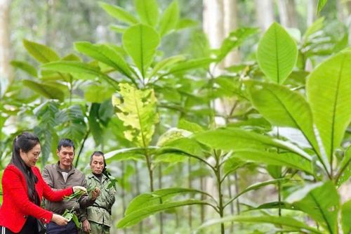 PGS.TS Đào Thị Minh Châu: Đánh thức tiềm năng kinh tế xanh miền Tây Nghệ An