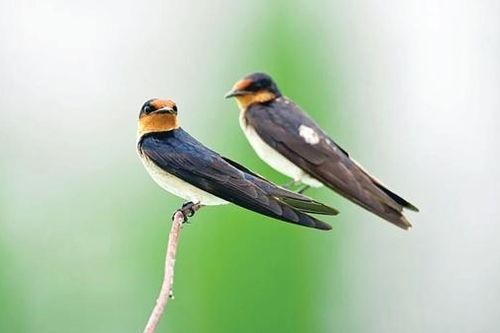 Đếm én