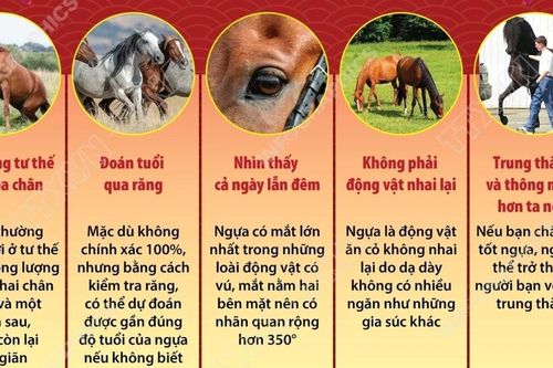 Những điều thú vị về loài ngựa
