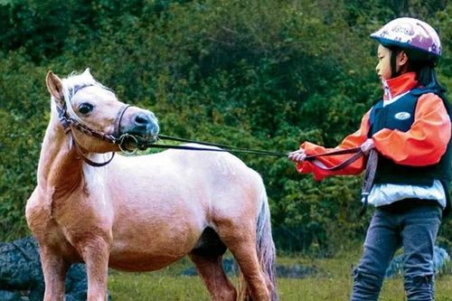 Xu hướng nuôi ngựa lùn làm thú cưng bùng nổ ở Trung Quốc dịp Tết