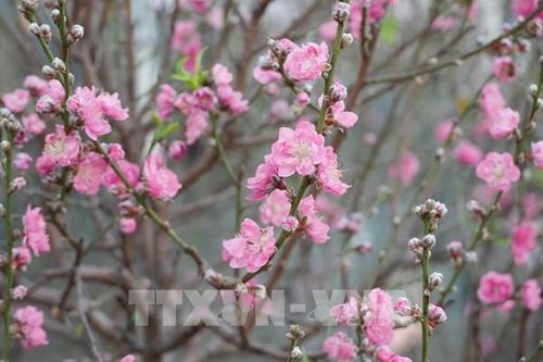 Chào xuân Bính Ngọ - Mã đáo thành công