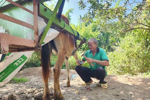 Giữ nhịp vó ngựa trên cù lao Thới Sơn