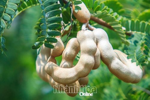 Thẩu me ngày tết