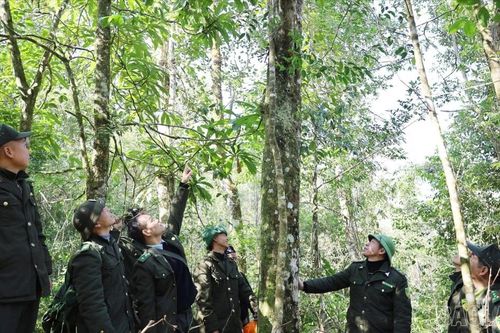 Gác rừng ngày Xuân