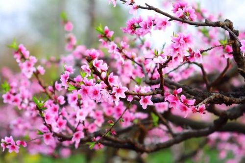 Mùa Xuân đầu tiên của kỷ nguyên vươn mình