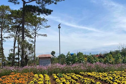 Lâm Đồng: Nét đẹp mùa xuân ở chùa Bửu Lâm