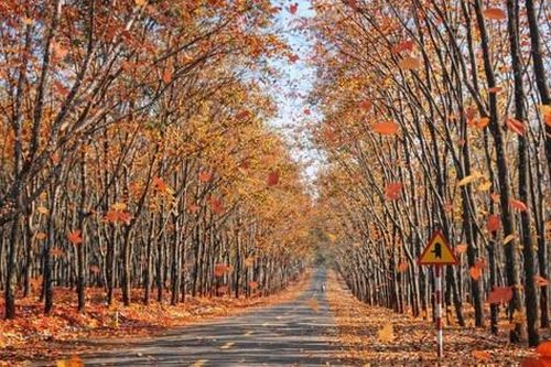 Du xuân nơi biên viễn ngắm rừng cao su thay lá đẹp nao lòng