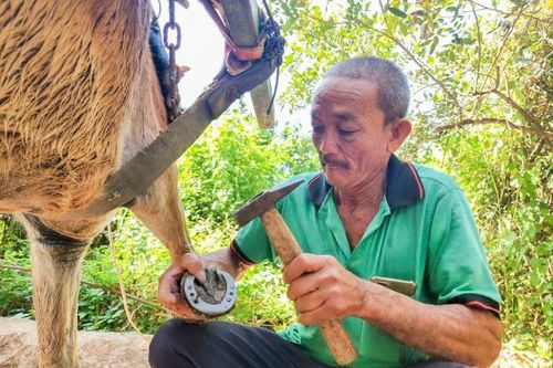 Nghề 'đo ni đóng giày' cho ngựa trên cù lao Thới Sơn
