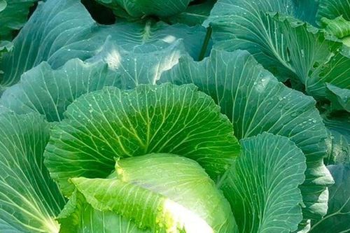 Loại rau 'tốt bậc nhất thế giới' ở Việt Nam được trồng bạt ngàn thành đặc sản, giá từ 8.000 đồng/kg, tốt cho sức khỏe