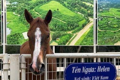 Đầu năm gặp đàn ngựa quý từ muôn phương hội tụ về Việt Nam 'tung vó'