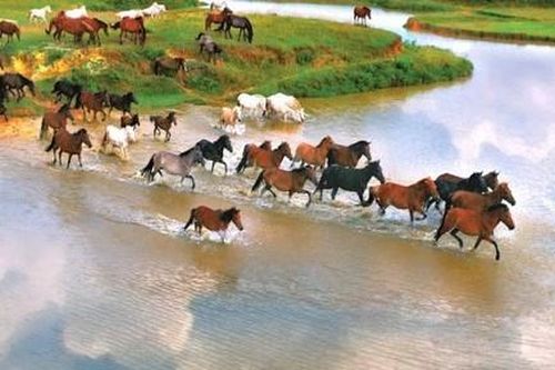 Con ngựa đã bước vào thế giới của loài người như thế nào?