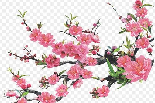 Thơ Tết của Bác