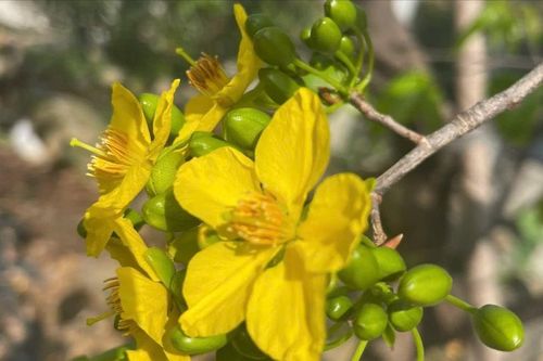 Mai vàng Hoành Sơn nở rộ sắc xuân