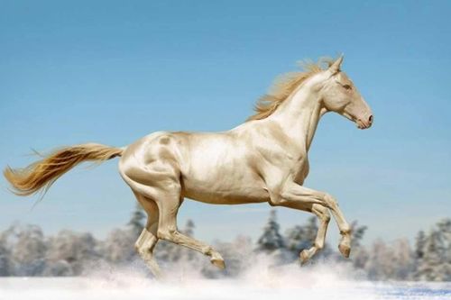 10 giống ngựa độc đáo nhất hành tinh