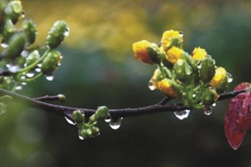Ấm áp mưa Xuân