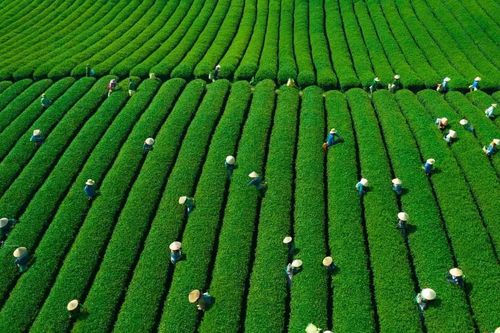 Mê mẩn đồi chè Mộc Châu mùa xuân