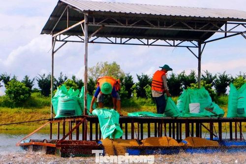 Thấy gì từ kỷ lục xuất khẩu thủy sản 11 tỷ USD?