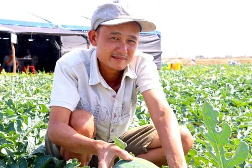 Nhiều nông dân căng lều, mắc võng đón Tết trên ruộng dưa