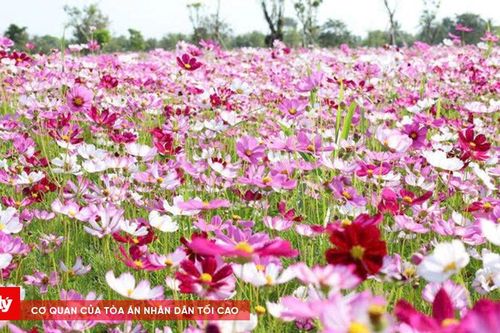 Ngày Tết ghé thăm vườn hoa sao nhái lớn nhất Cà Mau