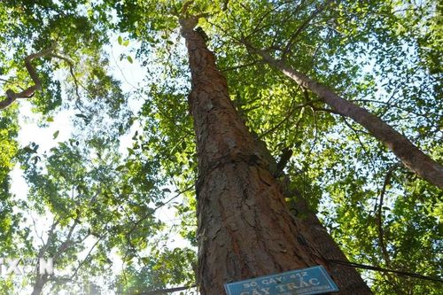 Xuyên Tết giữ gìn quần thể trắc quý hiếm tại rừng đặc dụng Đăk Uy