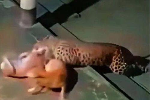 Báo hoa mai lẻn vào nhà dân trong đêm, âm thầm hạ gục chó nhà rồi kéo đi