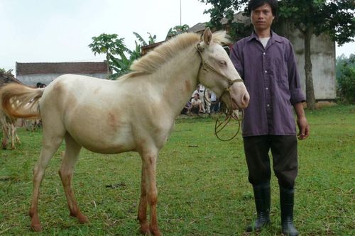 Ngựa bạch 'cực phẩm' ở xóm Phẩm