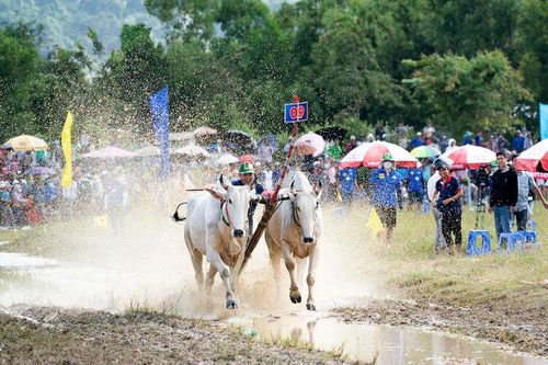 Những tay nài 'siêu đẳng' vùng Bảy Núi