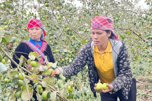 Trải nghiệm hái táo đầu xuân ở Bát Xát