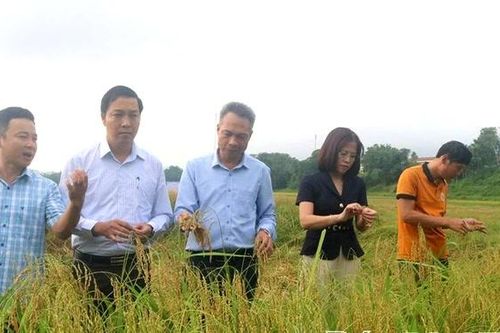 Nếp gà gáy Mỹ Lung - đặc sản xứ Mường