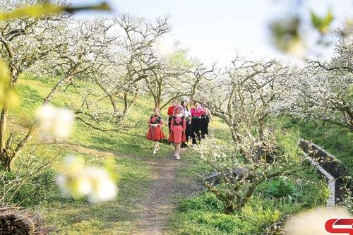Sắc xuân trên cao nguyên Mộc Châu
