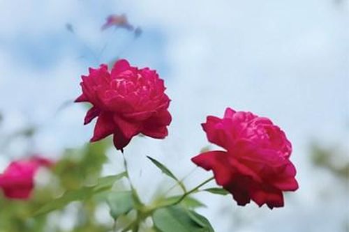 Mùa xuân mơ ước ấy