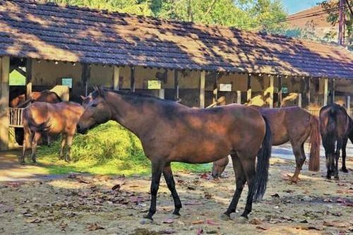Những chú ngựa có sứ mệnh đặc biệt