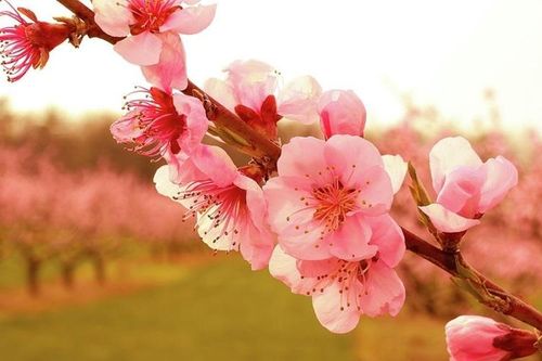 Xuân thật đẹp trong văn hóa dân gian và thi ca Việt