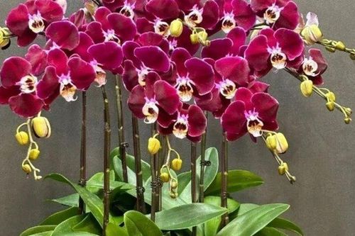 5 loại hoa được mệnh danh là 'nam châm hút lộc', Tết Bính Ngọ 2026 trưng trong nhà cả năm sẽ hanh thông, tấn tài tấn lộc