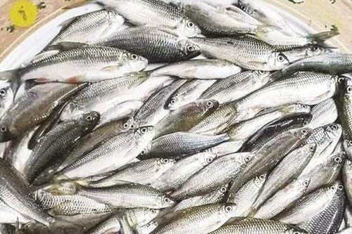 Về miền cá niên An Lão trong những ngày Xuân