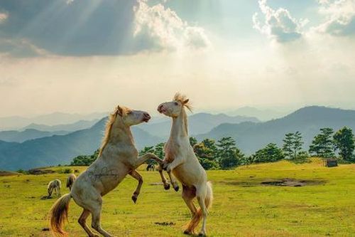 Về Chi Lăng cùng bạch mã tung vó trên cao nguyên Quan Sơn