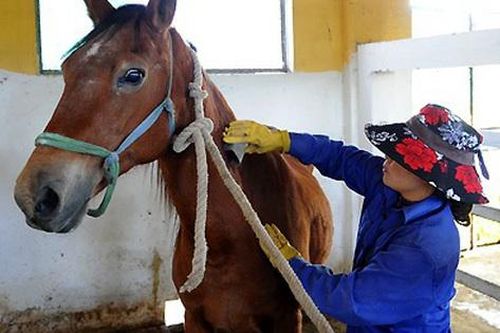 Nghiên cứu và bảo tồn giống ngựa Việt Nam: Giữ nguồn gen quý giữa nhiều thách thức